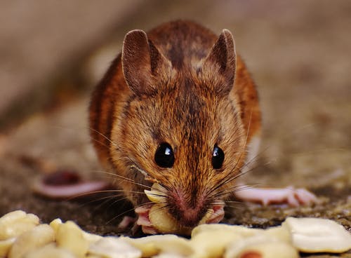 Melding Ongedierte Helpt Met Een Rattenplaag