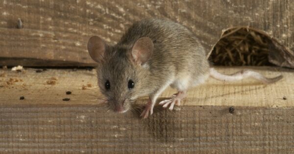 muizen bestrijding laat het doen door melding ongedierte
