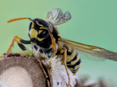Melding ongedierte voor het bestrijden van wespen