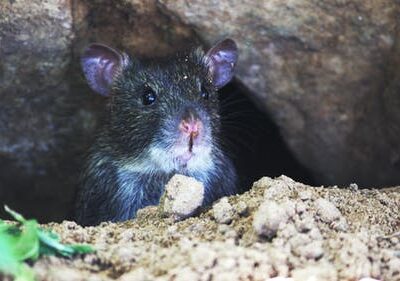 Ratten Bestrijden Bel Melding Ongedierte
